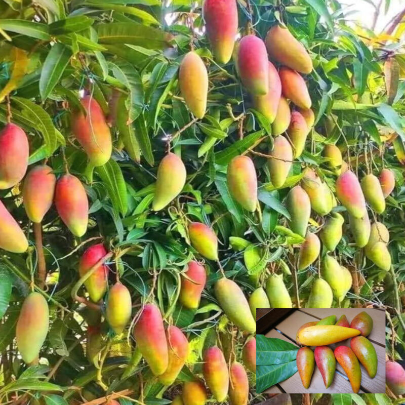 Mango_Chili_Lajiao_Variety_Grafted Aam Fruit Live Plants & Tree(1.5-3 Feet Size)