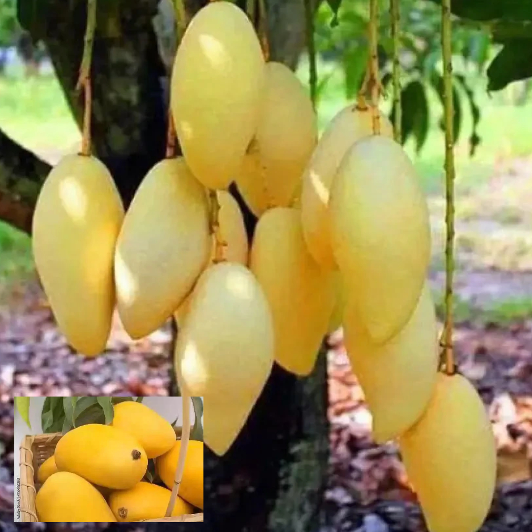 Chinna_Rasam_Rasalu_Mango_Aam_Grafted_Fruit_Live_Plant_(1.5-3 Feet Height)