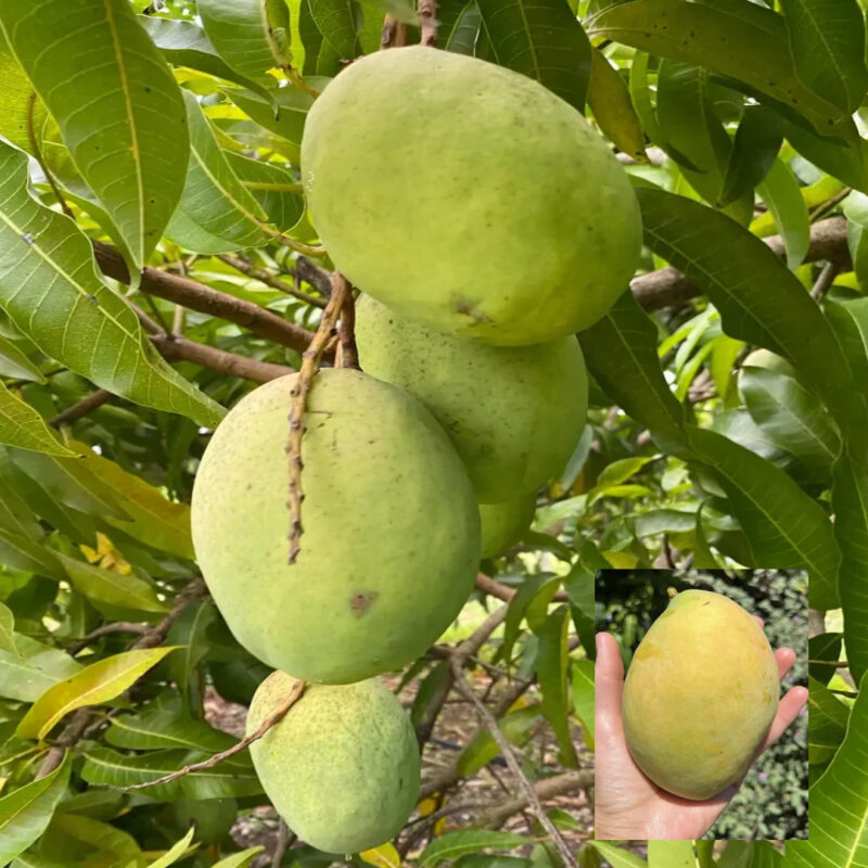 Mango Coconut Variety Grafted Aam Fruit Live Plants & Tree(1.5-3 Feet Size)