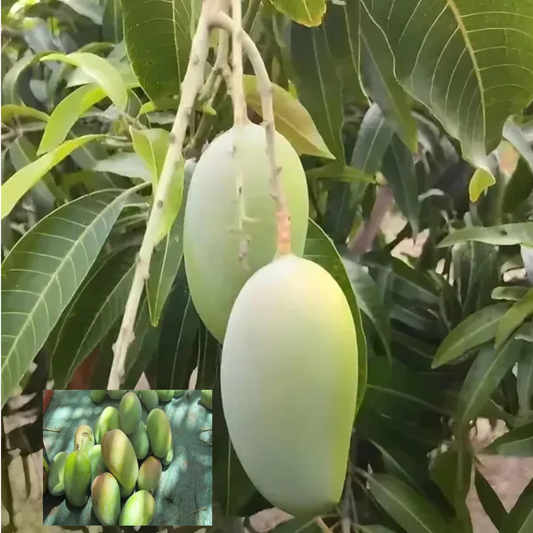 Mango Gir Kesar Variety Grafted Aam Fruit Live Plants & Tree(1.5-3 Feet Size)