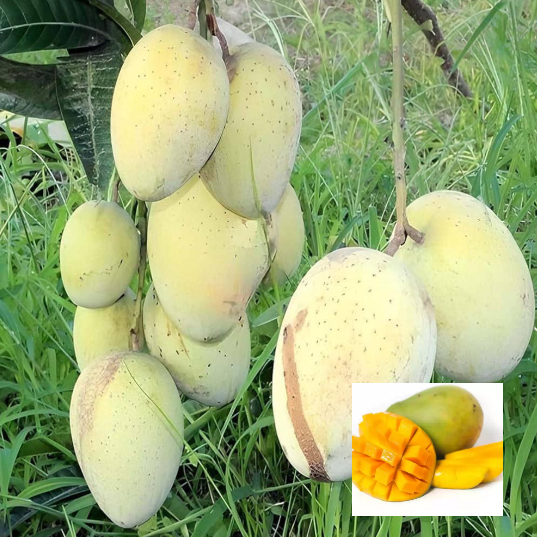 Gourmoti Mango Aam Grafted Fruit Live Plant (1.5-3 Feet Height)_