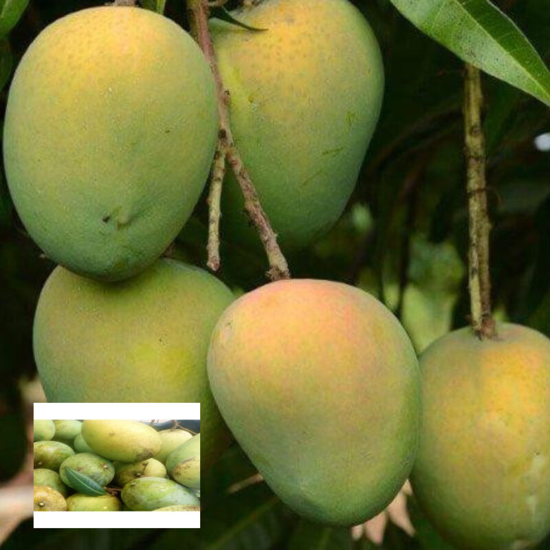 Haribhanga Mango Aam Grafted Fruit Live Plant (1.5-3 Feet Height)