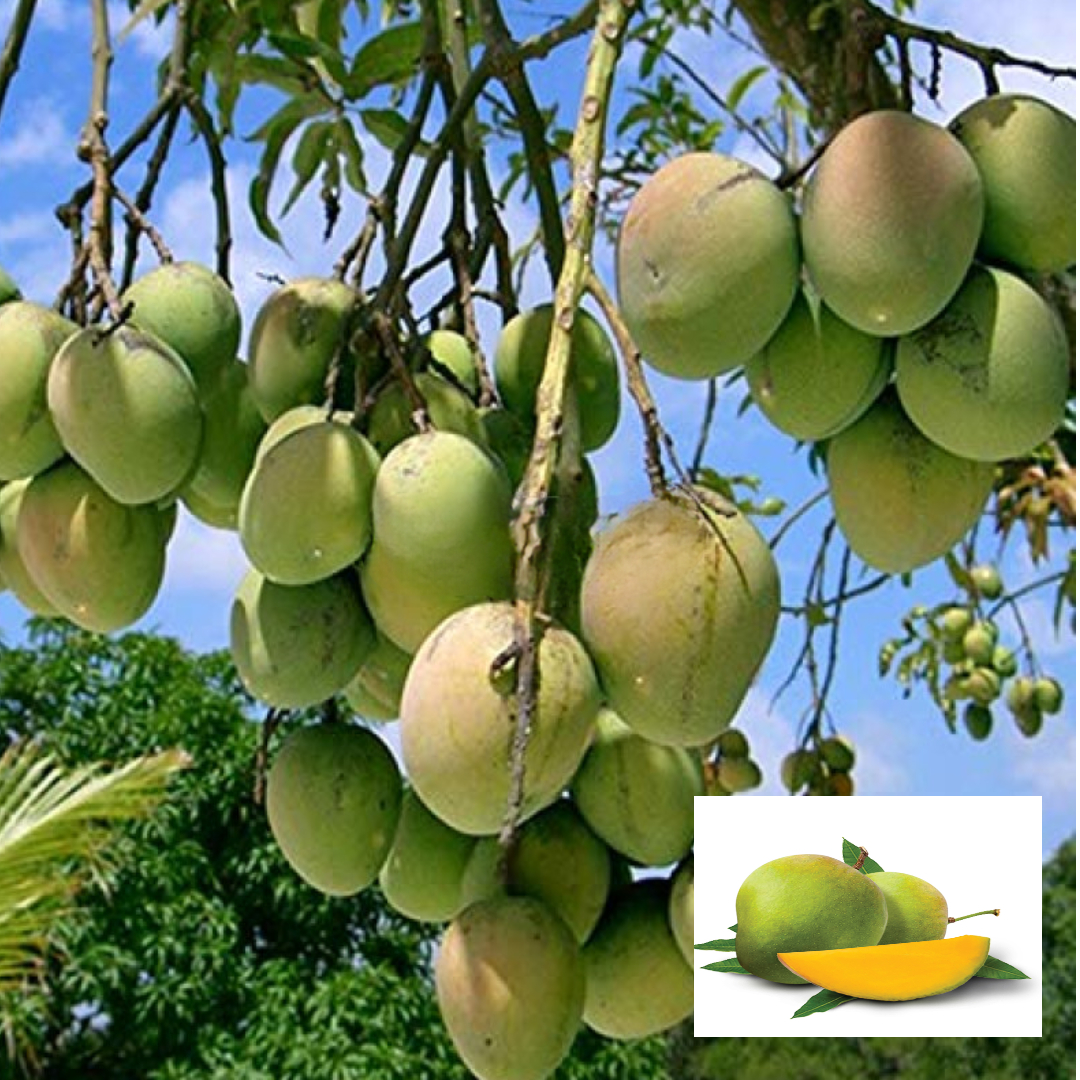 Mango Himsagar All Time Variety Grafted Aam Fruit Live Plants & Tree(1.5-3 Feet Size)