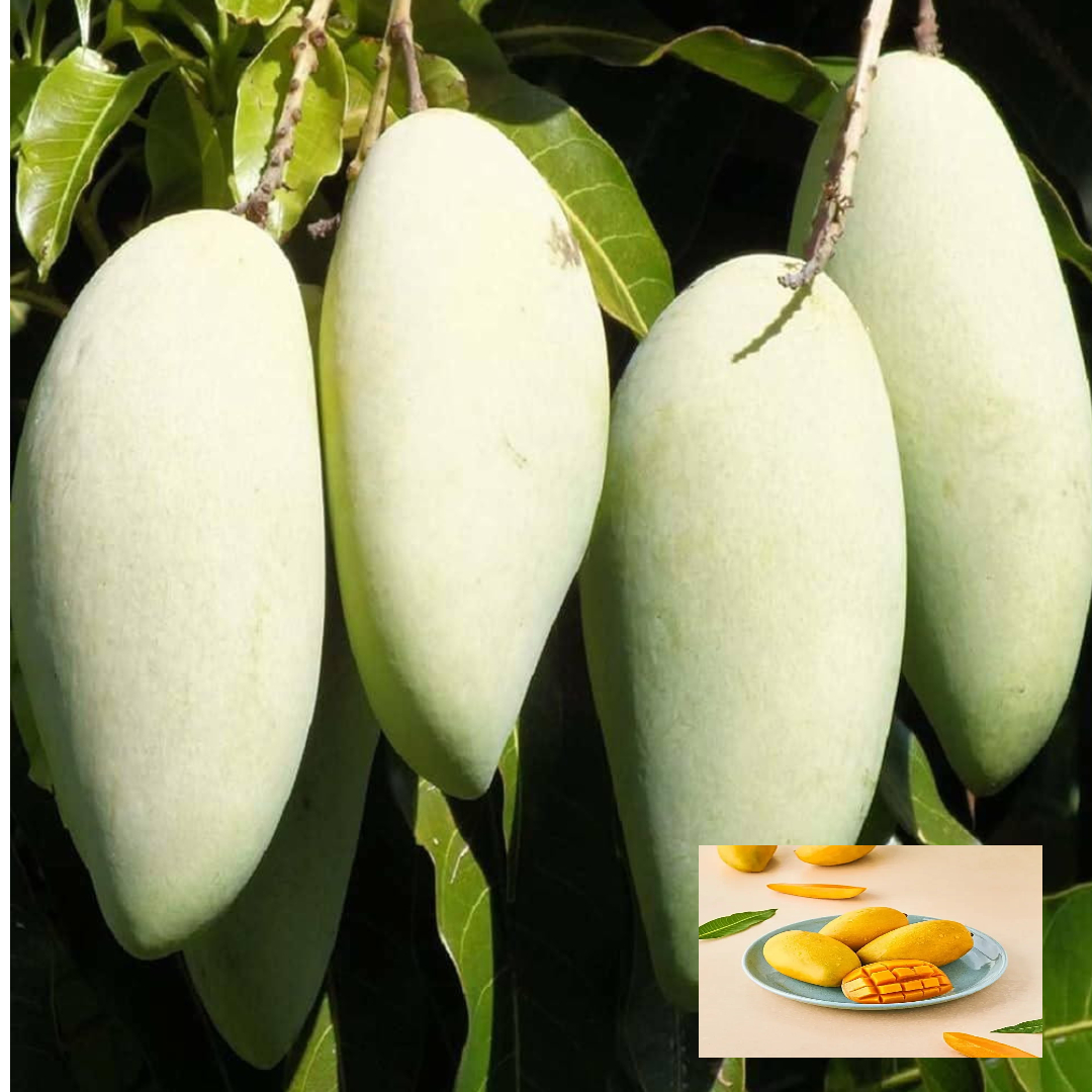 Honeydew Mango Aam Grafted Fruit Live Plant (1.5-3 Feet Height)