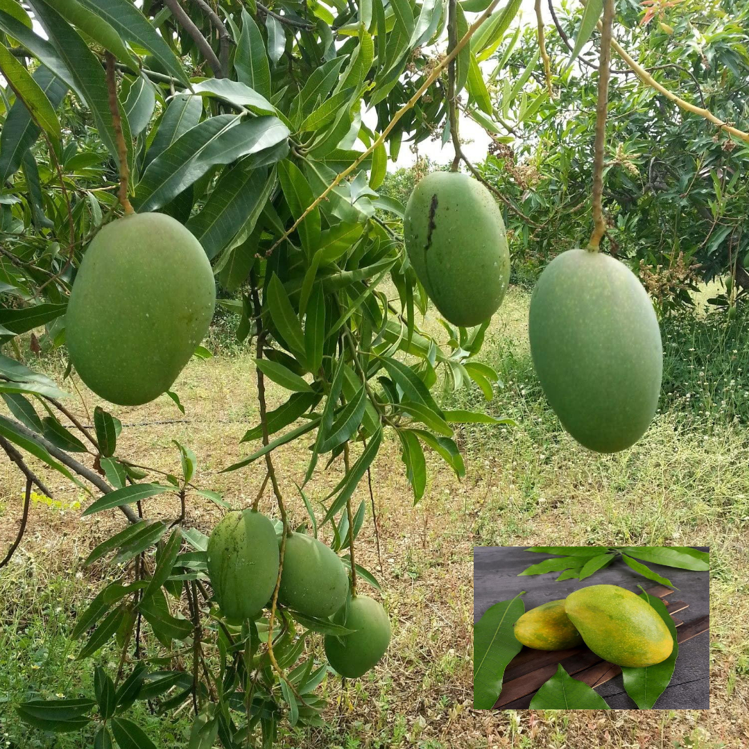 Imam Pasand Himayat Humayun Pasand Mango Aam Grafted Fruit Live Plant (1.5-3 Feet Height)