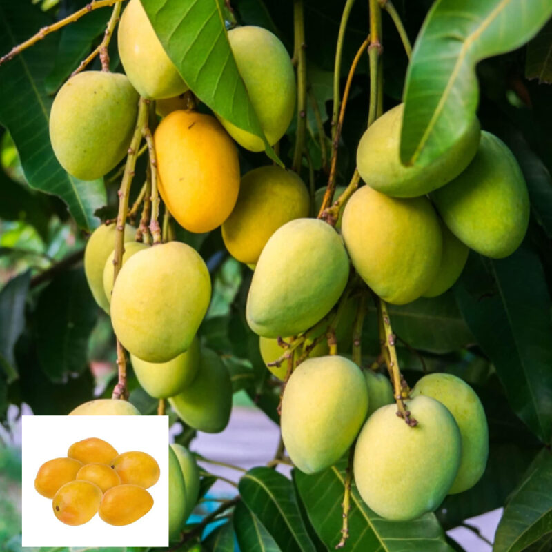 Mango Jardalu Variety Grafted Aam Fruit Live Plants & Tree(1.5-3 Feet Size)