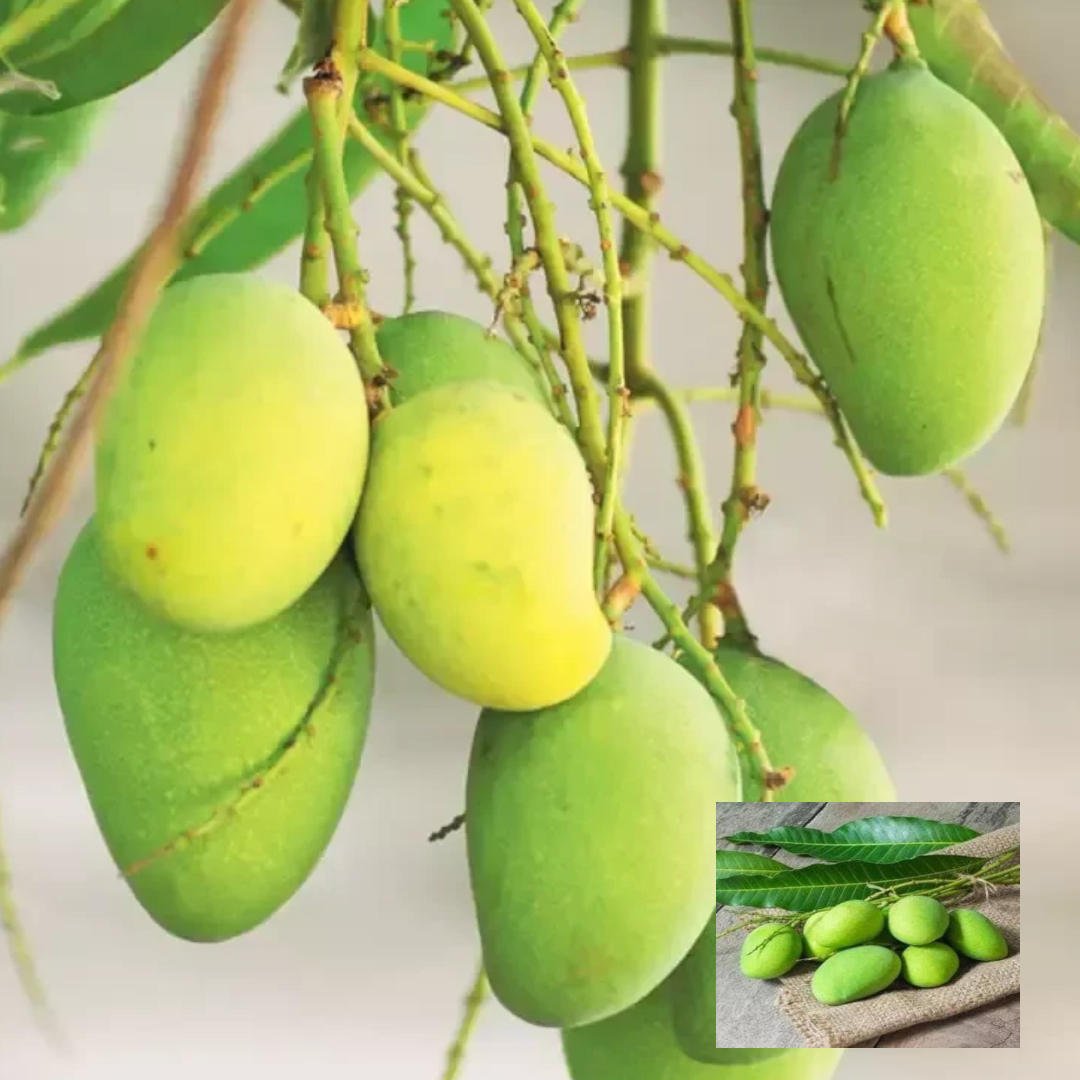 Kancha Meetha Mango Kacha Meetha Aam,Fruit Live Grafted Plant(1.5-3 Feet Height)
