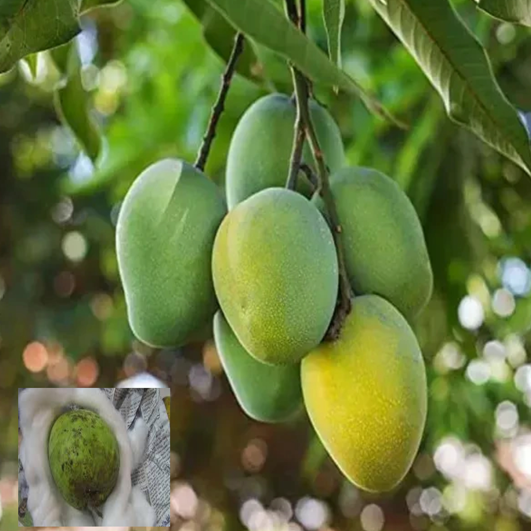 Kohitur Variety Grafted Mango Aam Fruit Live Plant & Tree(1.5-3 Feet Size)