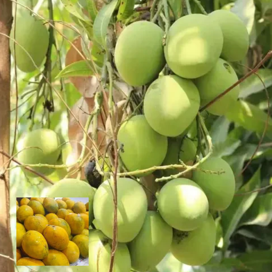 Kothapalli Kobbari Grafted Mango Hybrid Plant (Height 1.5-3 Feet Height)