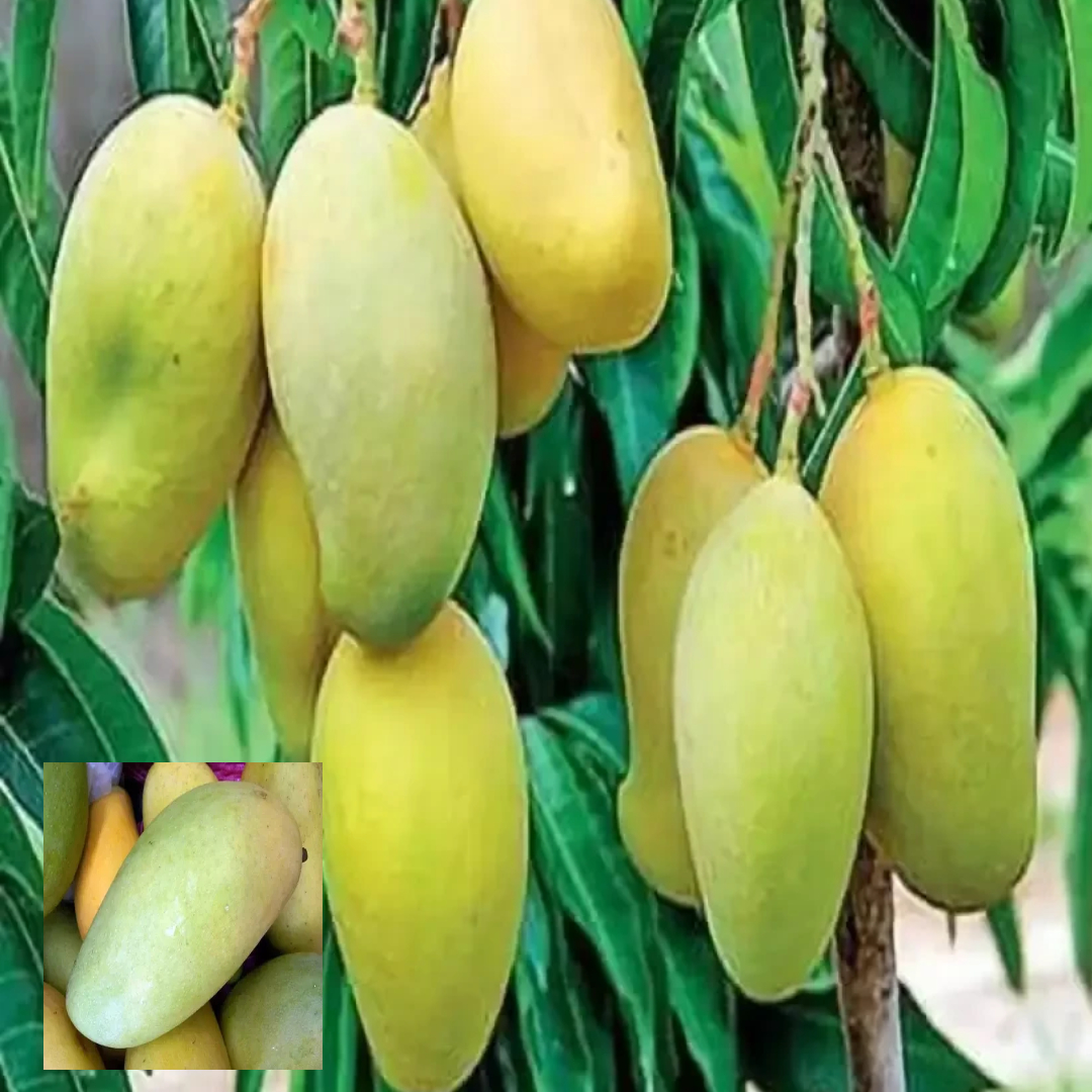 Langra King Of Mango Variety Grafted Aam Fruit Live Plants & Tree(1.5-3 Feet Size)