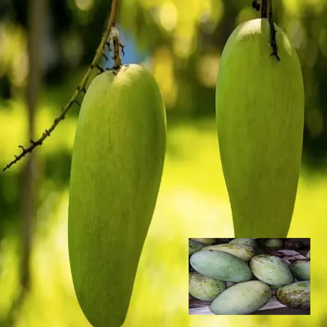 Mango Malda Fazli Variety Grafted Aam Fruit Live Plants & Tree(1.5-3 Feet Size)