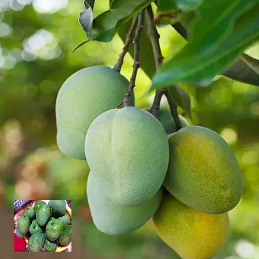 Malgova Mulgoba Variety Grafted Mango Aam Fruit Live Plants & Tree(1.5-3 Feet Size)