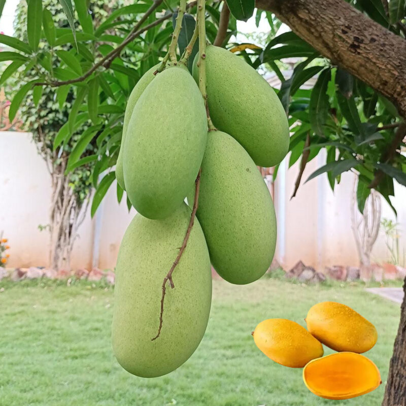 Mallika Mango Aam Plant Grafted Dwarf Variety Hybrid Live Tree (Height 2-3 Feet)