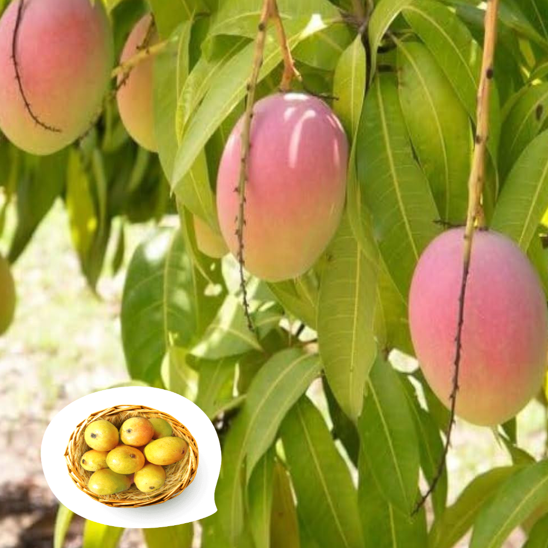 Mango Goa Mankurad Variety Grafted Aam Fruit Live Plants & Tree(1.5-2 Ft Size)