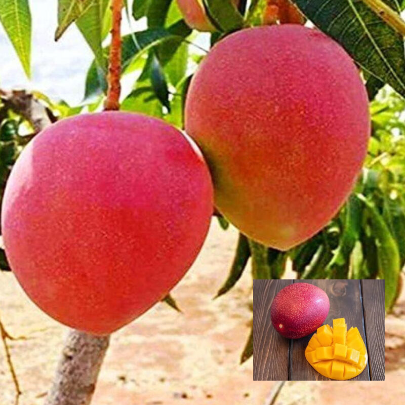 KING_Mango Miyazaki Egg of Sun Taiyo No Tamago Variety Grafted Aam Fruit Live Plants & Tree(1.5-3 Feet Size)