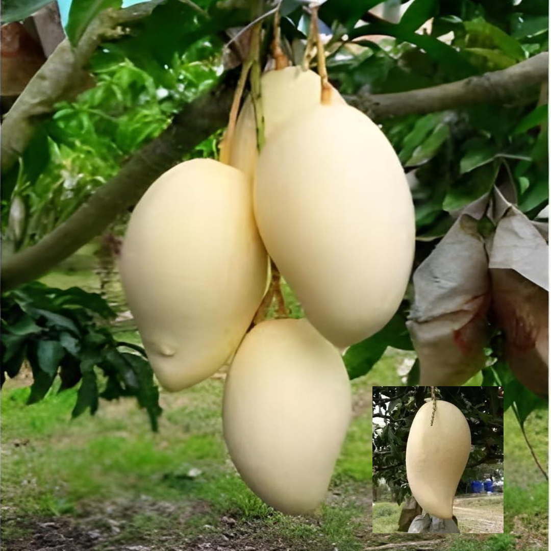 Thai Nam Dok Mai Mango Grafted Plant-Variety- Golden Nam Doc Mai Tree(1.5-3 Feet Height)