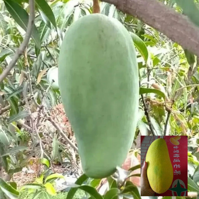 Nurjahan Noor Jahan Mango Aam Grafted Fruit Live Plant (1.5-3 Feet Height)