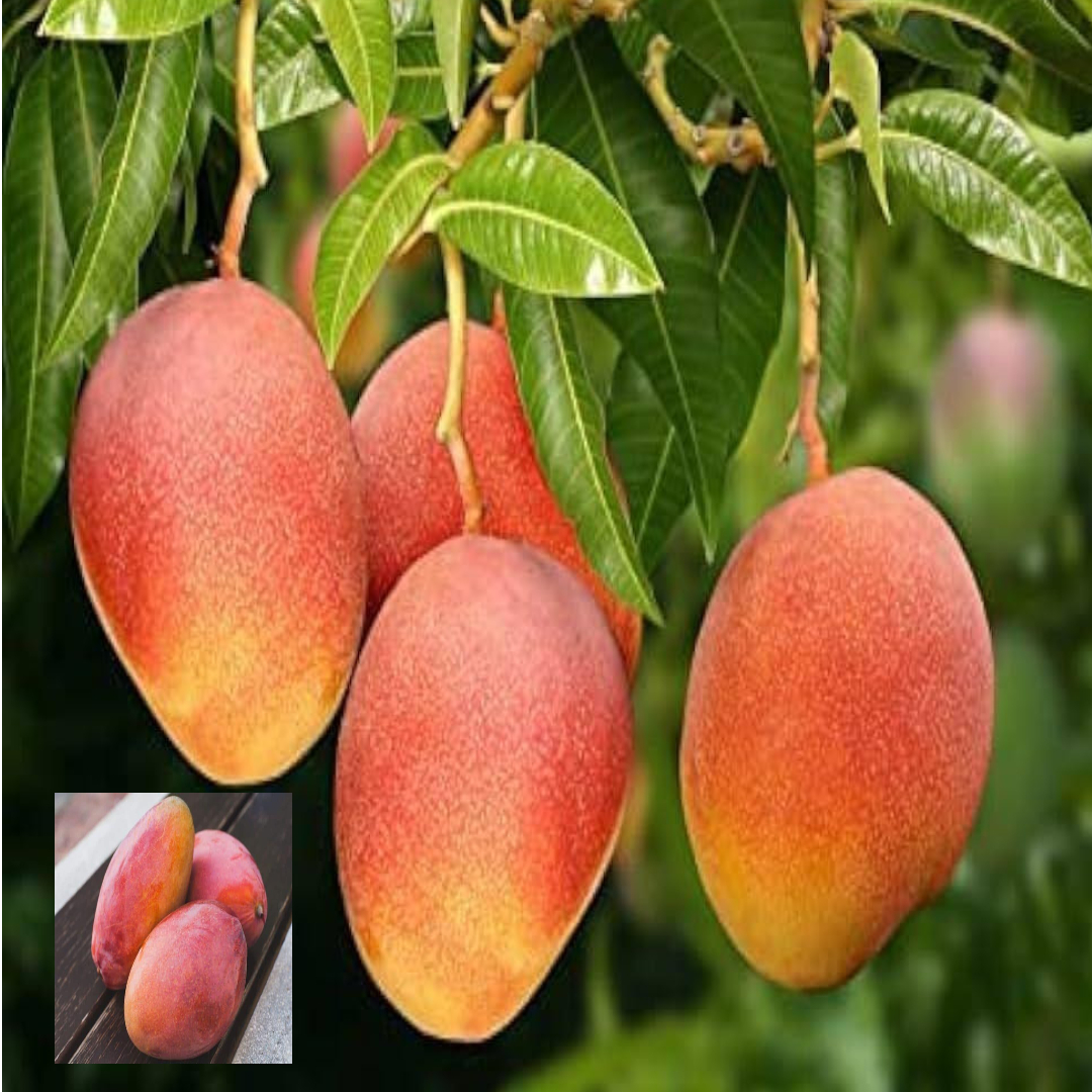 Mango Osteen Variety Grafted Aam Fruit Live Plants & Tree(1.5-3 Feet Size)