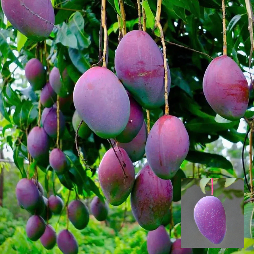 Thailand Purple Mango Aam Grafted Fruit Live Plant (1.5-3 Feet Height)