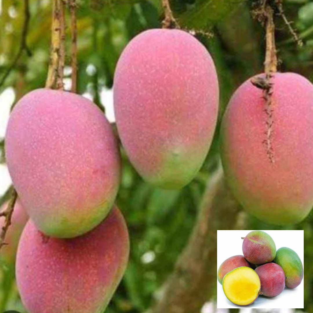 Mango Red Rose Gulab Khas Madrazi Golapkhas Variety Grafted Aam Fruit Live Plants & Tree(1.5-3 Feet Size)
