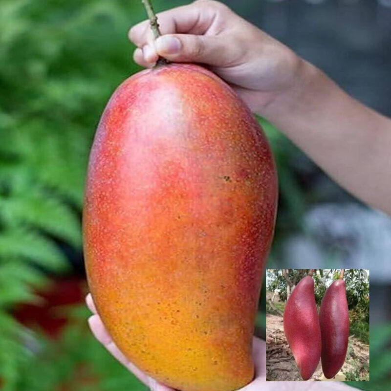 Mango Red Ivory Variety Grafted Aam Fruit Live Plants & Tree(1.5-3 Feet Size)