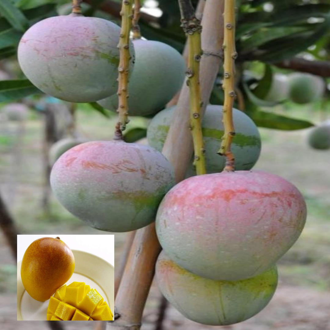 Mango R2E2 Variety Grafted Aam Fruit Live Plants & Tree(1.5-3 Feet Size)