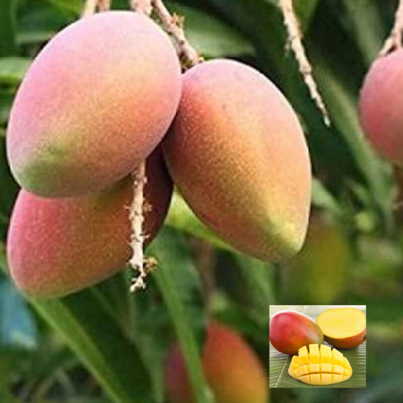 Mango Sindhu Seedless Variety Grafted Aam Fruit Live Plants & Tree(1.5-3 Feet Size)