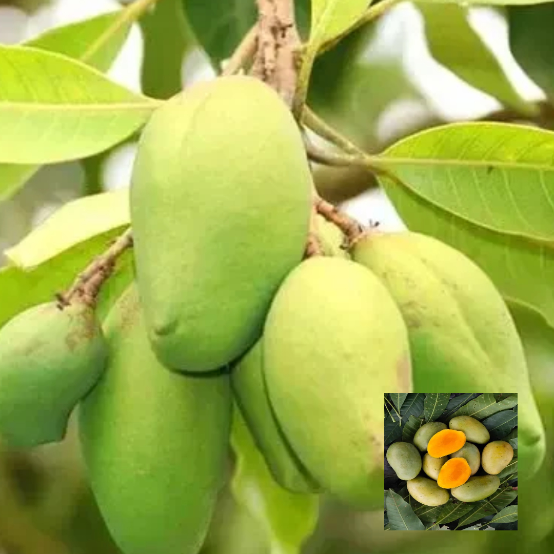 Subarnarekha Mango Plant Suvarna rekha mango Grafted Plant (1.5-3 Feet Height)