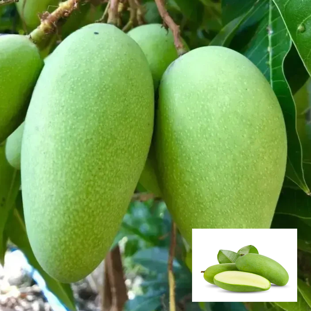 Thai All Time Variety Grafted Mango Aam Fruit Live Plant & Tree(1.5-3 Feet Size)