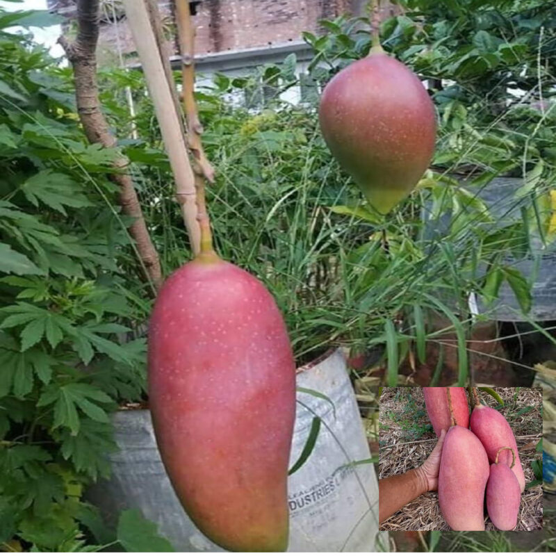 Mango Thai King of Chakapat Variety Grafted Aam Fruit Live Plants & Tree(1.5-3 Feet Size)