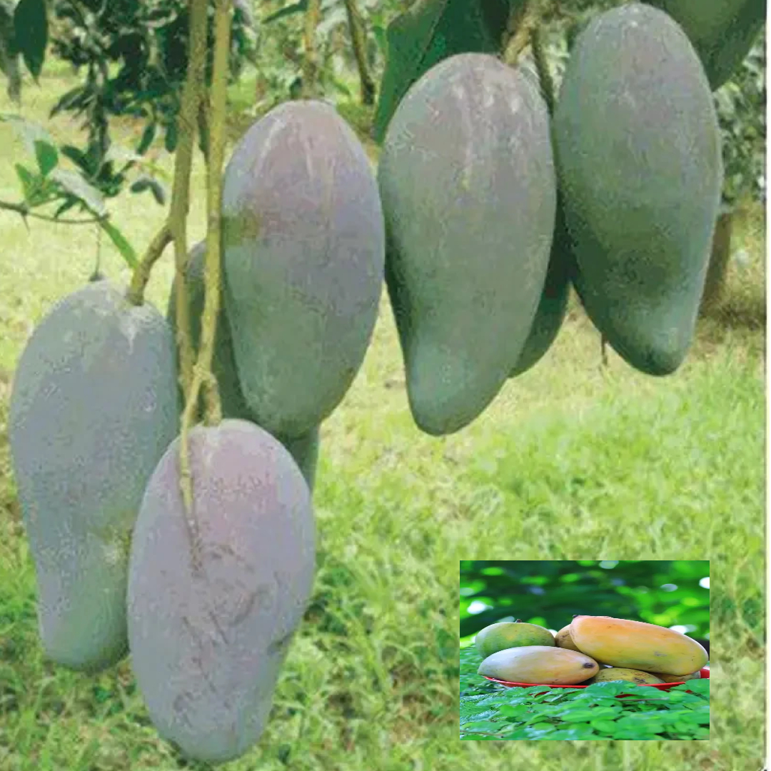Mango 3 Taste Three Taste Variety Grafted Aam Fruit Live Plants & Tree(1.5-3 Feet Size)