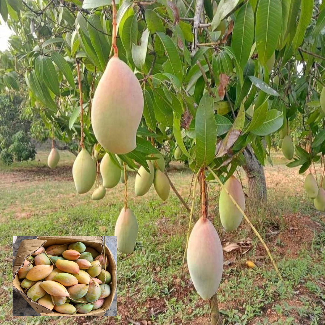 Mango Totapuri Variety Grafted Aam Fruit Live Plants & Tree(1.5-3 Feet Size)