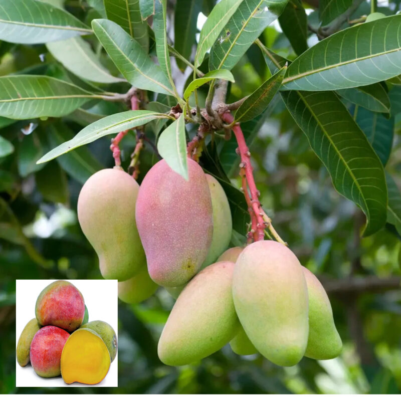 Mango Valencia Pride Variety Grafted Aam Fruit Live Plants & Tree(1.5-3 Feet Size)