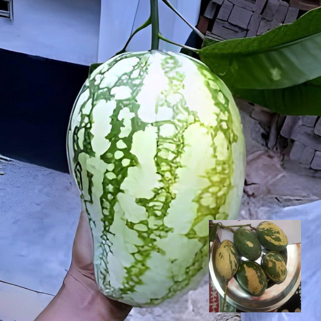 Variegated Mango Grafted Live Plant Thai Variety Plant (Height 2 Ft To 3 Ft)