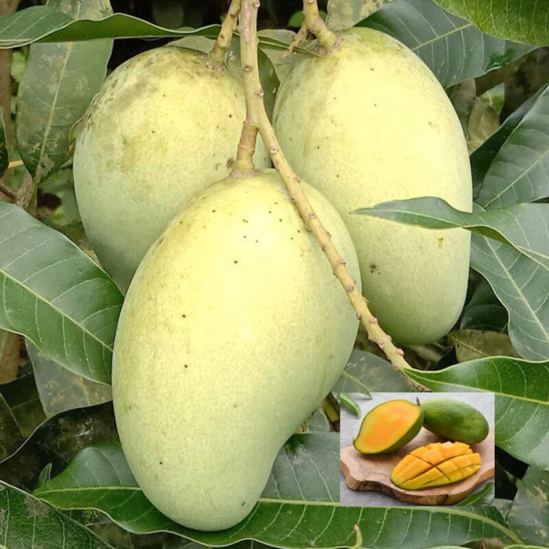 Mango Vastra All time Variety Grafted Aam Fruit Live Plants & Tree(1.5-3 Feet Size)