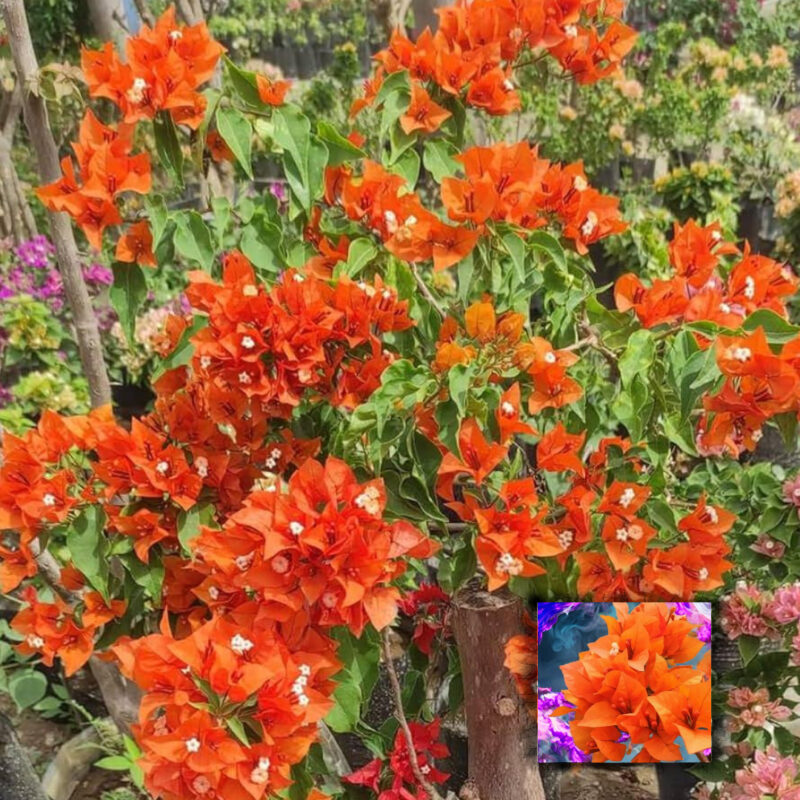 Orange Colour Bougainvillea Kagoj Ful Shrubs Flower Live Plants & Tree(1-2 Feet Size)