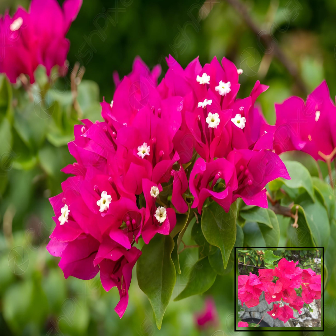 Pink Colour Bougainvillea Kagoj Ful Shrubs Flower Live Plants & Tree(1-2 Feet Size)