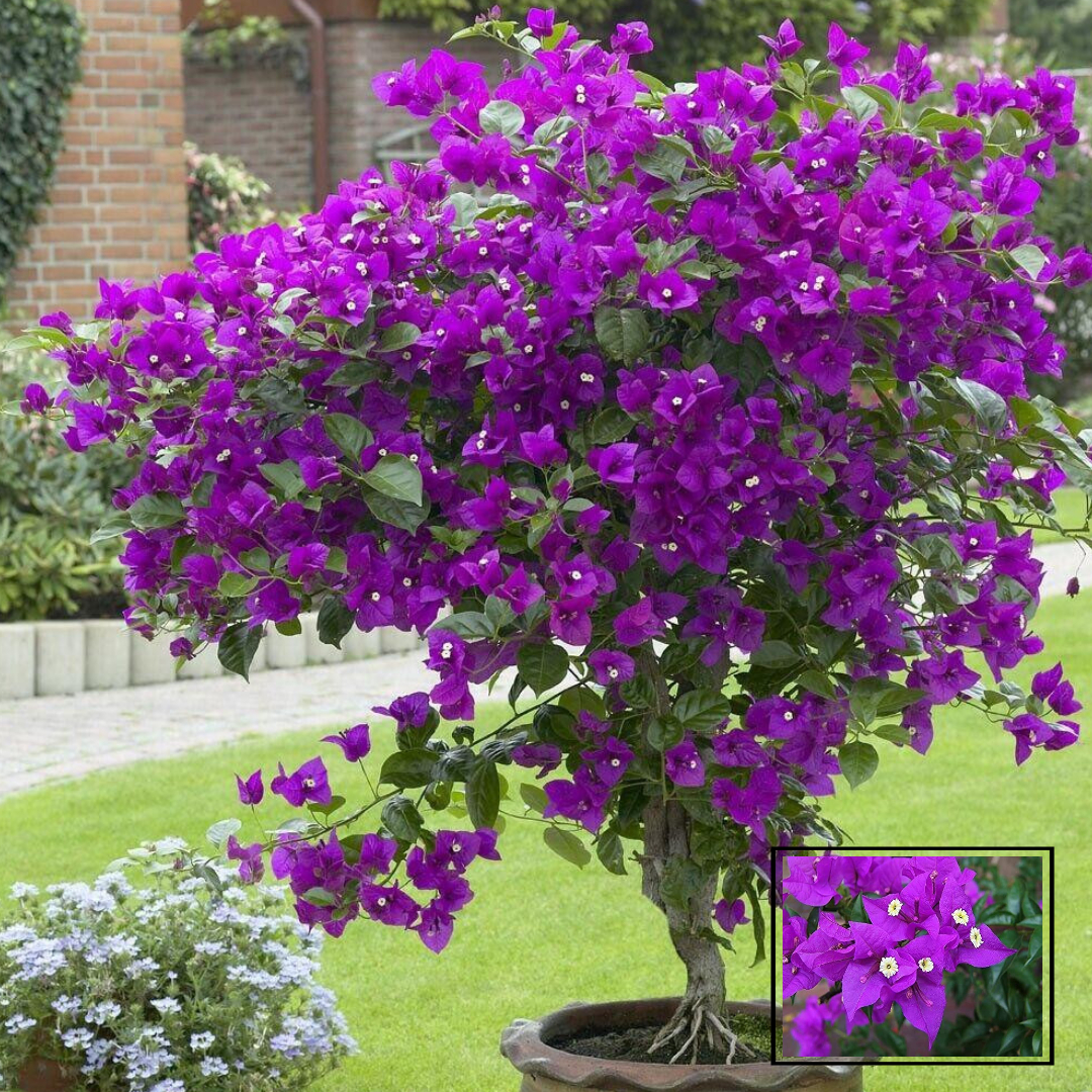 Purple Colour Bougainvillea Kagoj Ful Shrubs Flower Live Plants & Tree(1-2 Feet Size)