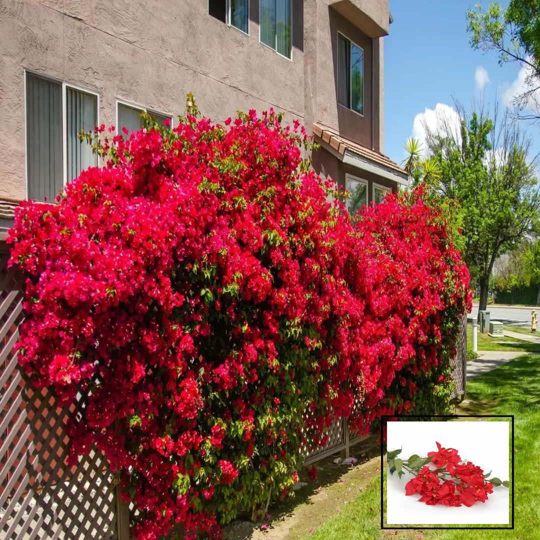 Red Colour Bougainvillea Kagoj Ful Shrubs Flower Live Plants & Tree(1-2 Feet Size)