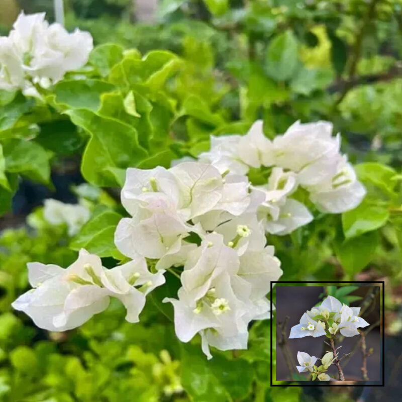 White Colour Bougainvillea Kagoj Ful Shrubs Flower Live Plants & Tree(1-2 Feet Size)