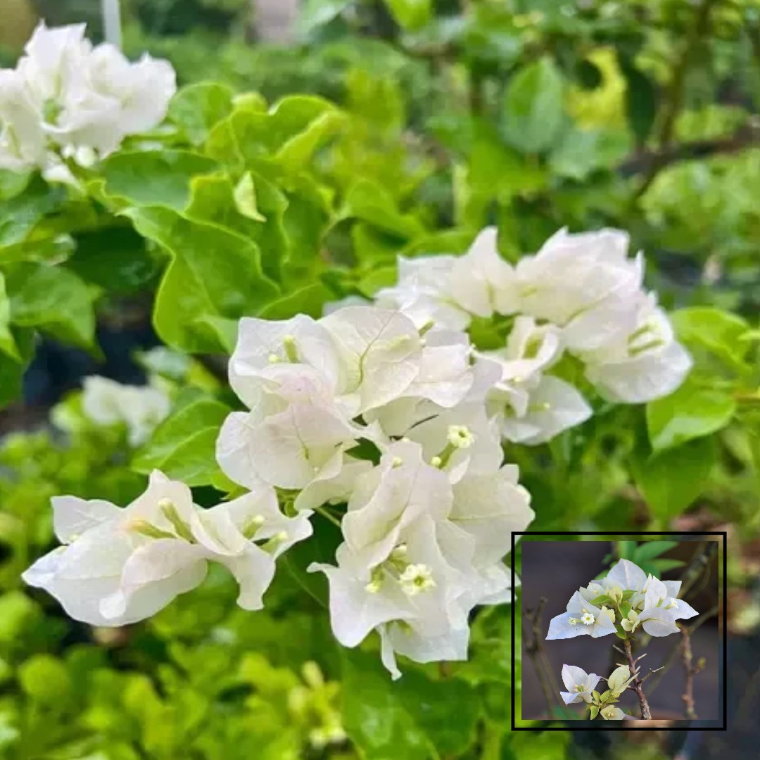 White Colour Bougainvillea Kagoj Ful Shrubs Flower Live Plants & Tree(1-2 Feet Size)