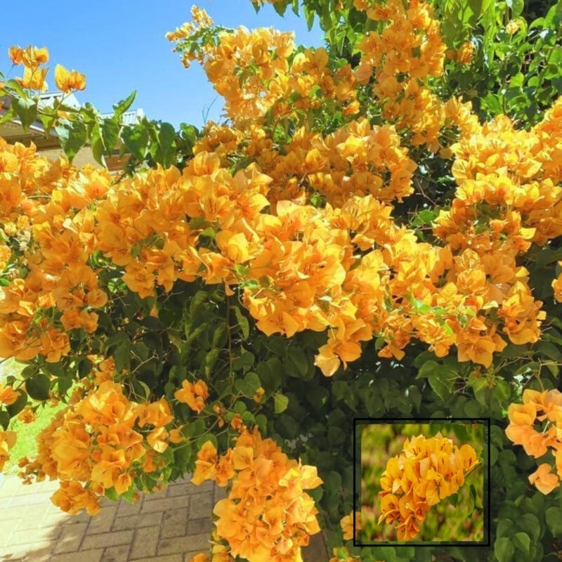 Yellow Colour Bougainvillea Kagoj Ful Shrubs Flower Live Plants & Tree(1-2 Feet Size)