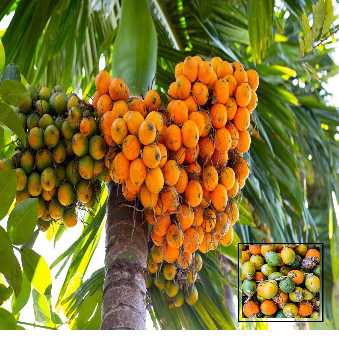 Nut Assam Variety Betel Nut Hybrid Dwarf Live Plants & Tree(1.5-3 Feet Size)