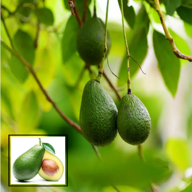 Live Rare Avocado Plant " Hass" Hybrid Live Plant Original Variety (1.5-3 Feet Height)