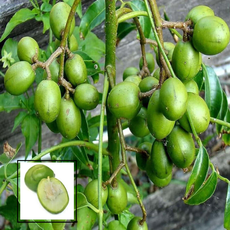 All Season Thai Grafted Sweet Hog Plum Sweet Bilati Amra Grafted Fruit Plant (1.5-3 Feet Height)