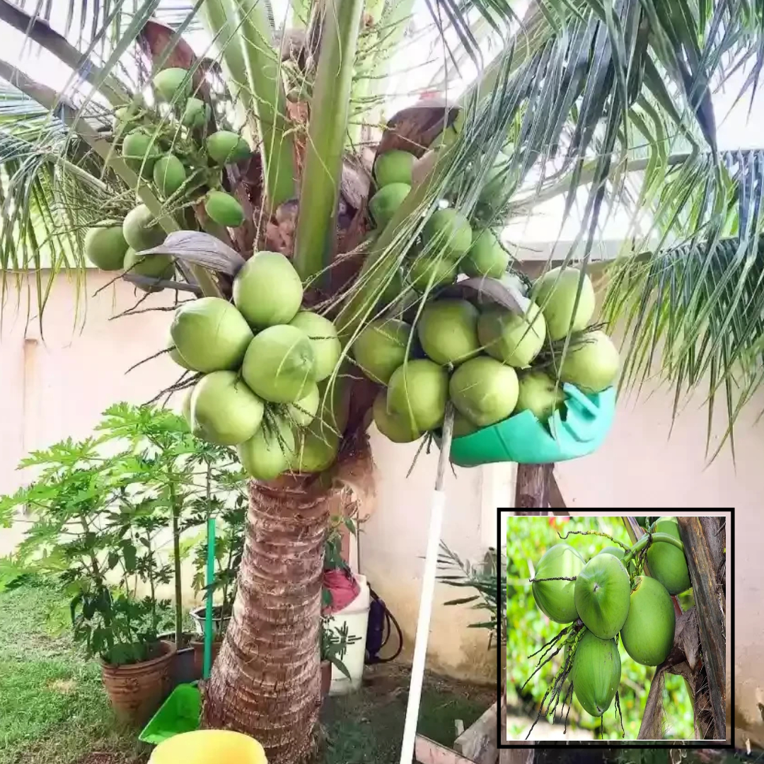 Coconut Vietnam Hybrid Dwarf variety Fruit Live Plants & Tree(2-4 Feet Size)
