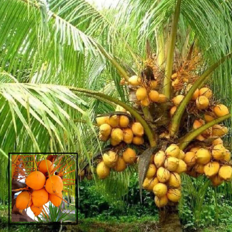 Coconut Orange Hybrid Dwarf Variety Fruit Live Plants & Tree(2-4 Feet Size)