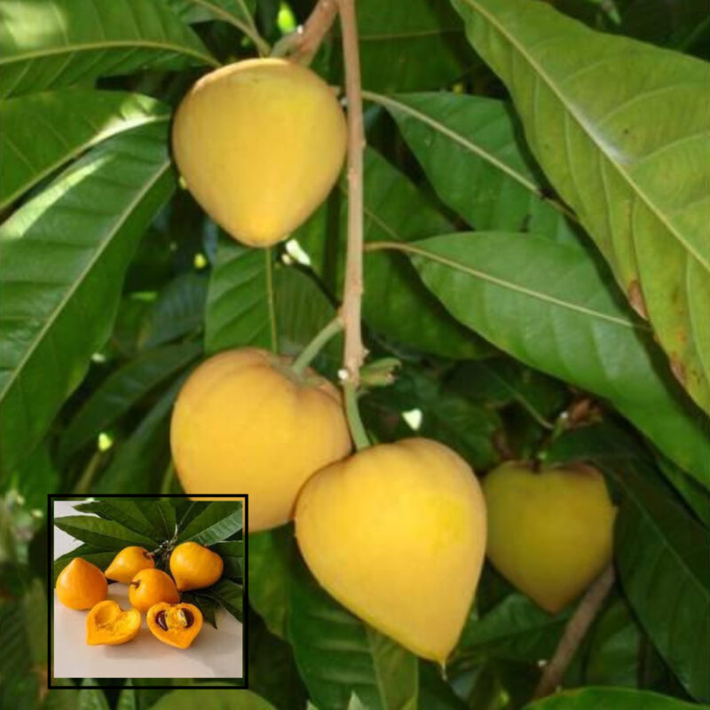 Egg Fruit Plant Rare Exotic Tropical Canistel Pouteria Campechiana Yellow Sapote Plant (1.5-3 Feet Height)