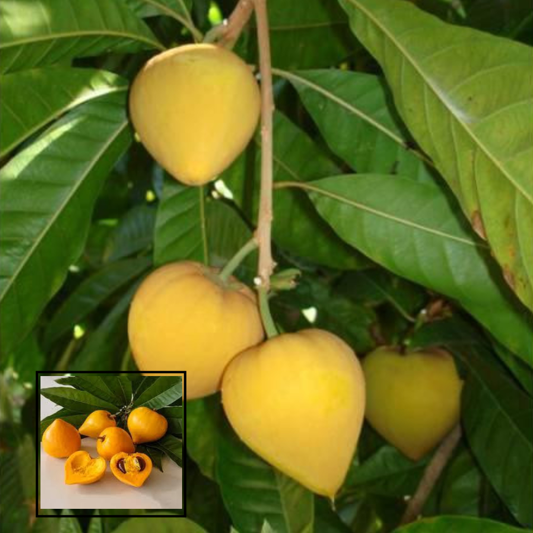 Egg Fruit Plant Rare Exotic Tropical Canistel Pouteria Campechiana Yellow Sapote Plant (1.5-3 Feet Height)