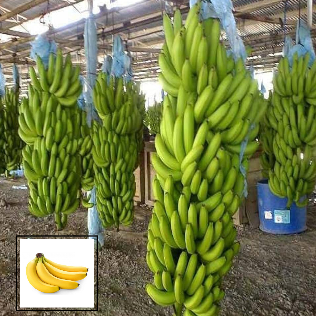 Grand Nine G9 Variety Banana Tissue Caltured Fruit Live Plants & Tree(1-2 Feet Size)